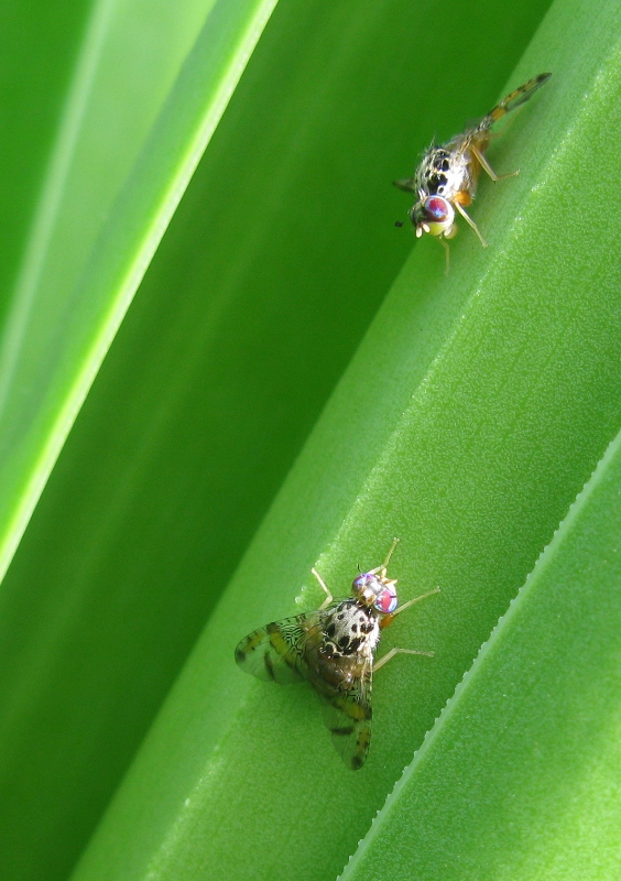 Ceratitis capitata (Tephriyidae)